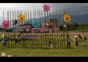 波斯菊--小田田-09-1-17日