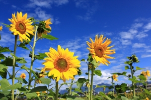 2009新社花海之向日葵