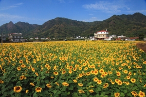 美濃花海 — 向日葵、大波斯菊