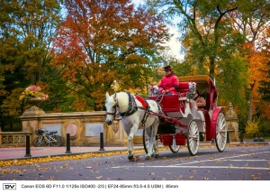 ►►► Autumn of Central Park 2014 紐約中央公園秋景 ● DV ◄◄◄
