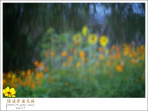 花韻如畫
