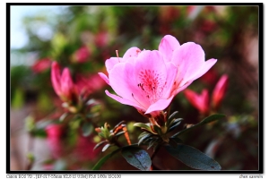 被檳榔汁染紅的杜鵑