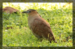 植物園訪鳥980304