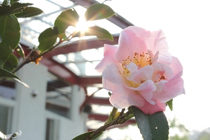 550D(花~~一張)
