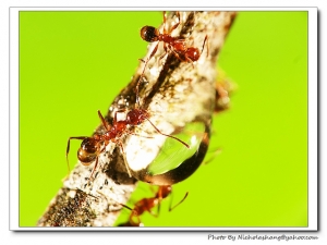 小小微距，小小拍(by G9)