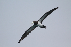 龜吼之白腹鰹鳥