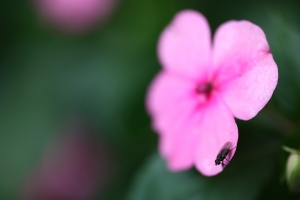 桐花雪飛舞的大艽芎古道