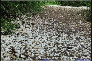 五一放假隨拍+練拍(長段焦) ... By TONY