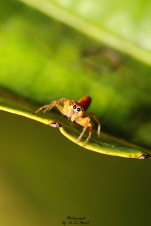 當繩虎遇見粉蝨