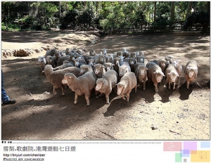 澳洲-雪梨7日遊-Day3