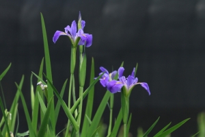 鳶尾花