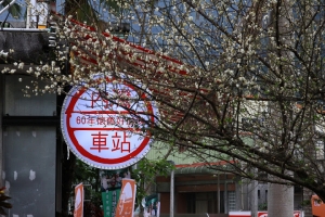 2010-1-1內灣梅花