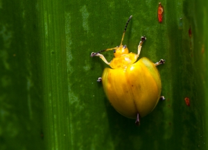 金花金花何其多