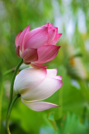 水彩荷(C+N) - 雜工