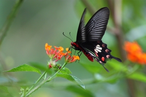 小小黑拍鳳蝶
