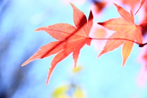 楓 ~ 武陵 福壽山