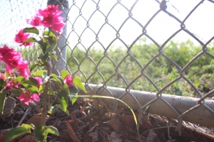 綻放在不起眼的角落