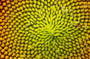 台中Wang~~新社的花