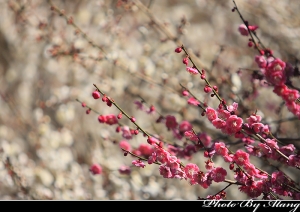 2009 武陵的春(櫻花、梅花)