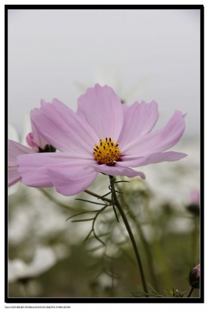 年前的刺桐花海