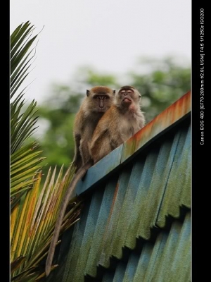 駐家猴子(馬來西亞)