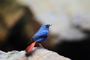 就是愛普鳥-鉛色水鶇