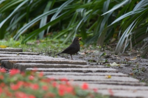 黑鶇出沒在大安森林公園
