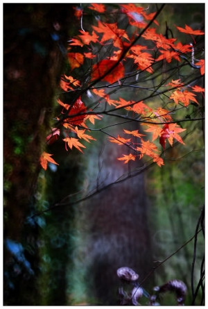11/22 福壽山楓紅