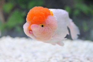 2013/09/29 台灣觀賞魚博覽會、台北國際發明暨技術交易展 @