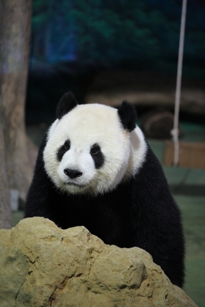 好Q的貓熊