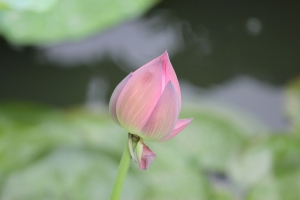蓮花隨拍