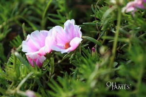 花博公園黑白拍