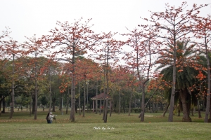 中正公園木棉花&羊蹄甲