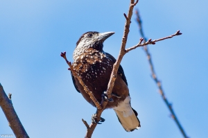 大雪山的鳥-星鴉