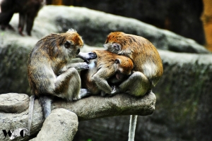 動物面面觀。(一)