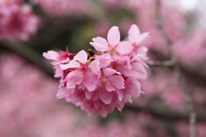 遲來的櫻花 2/19 武陵農場