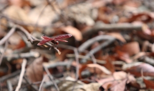 新社花海2010年式樣(60P,窄頻勿入)
