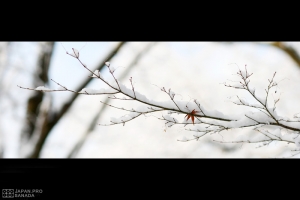 京都雪景系列 - 情人節前夕的雪中絕景 -