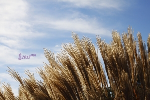 芒草 + 市場隨拍