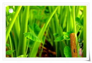 金門 烈嶼-小金門