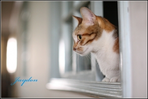 可憐的阿貓~不知道在等什麼..