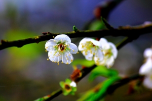 梅嶺梅花