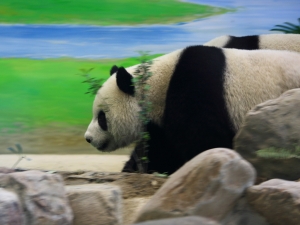 熊貓追焦