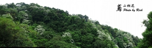 鳶山桐花行