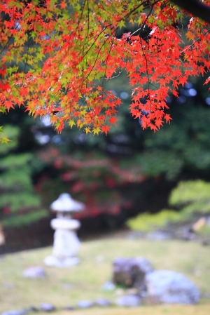 京都.楓紅