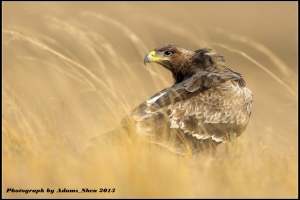 草原神話@毒魔兔