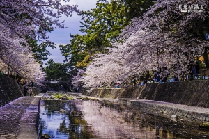 【日本賞櫻】曾經的夢。或許。早已不在。