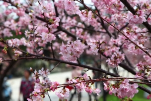 新竹麗池賞櫻趣