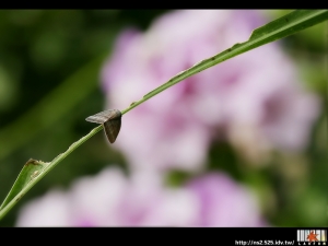 2007年個人作品回顧展-生態類