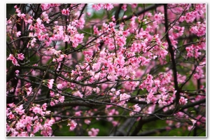 陽明山花季~櫻